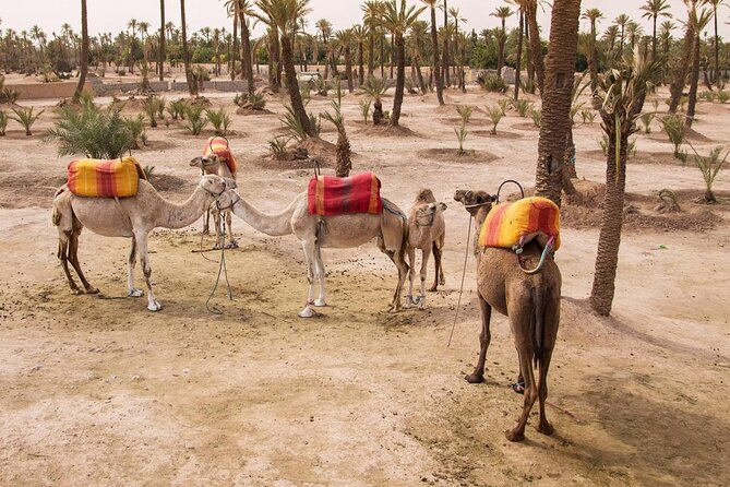 Marrakech Palmeraie Quad Bike Desert Adventure - Quick points before you book