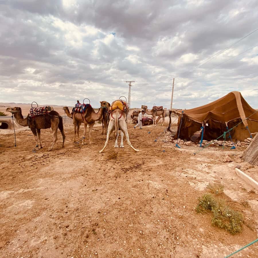 Marrakech: Quad Bike & Camel with dinner show & sunset - Camel riding in nomadic dress