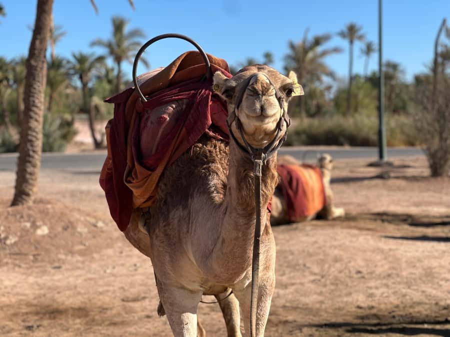 Marrakech: Quad Bike excursion at the sunset with Tea Break - Key points to know before you book