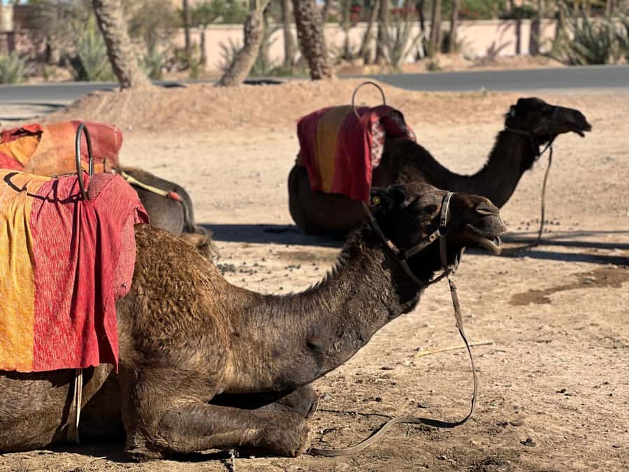 Marrakech: Quad Bike excursion at the sunset with Tea Break - Why the sunset timing works so well