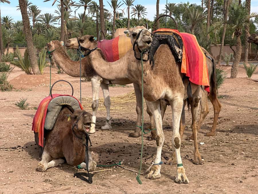 Marrakech: Quad Bike excursion at the sunset with Tea Break - How much value do you get for $18?
