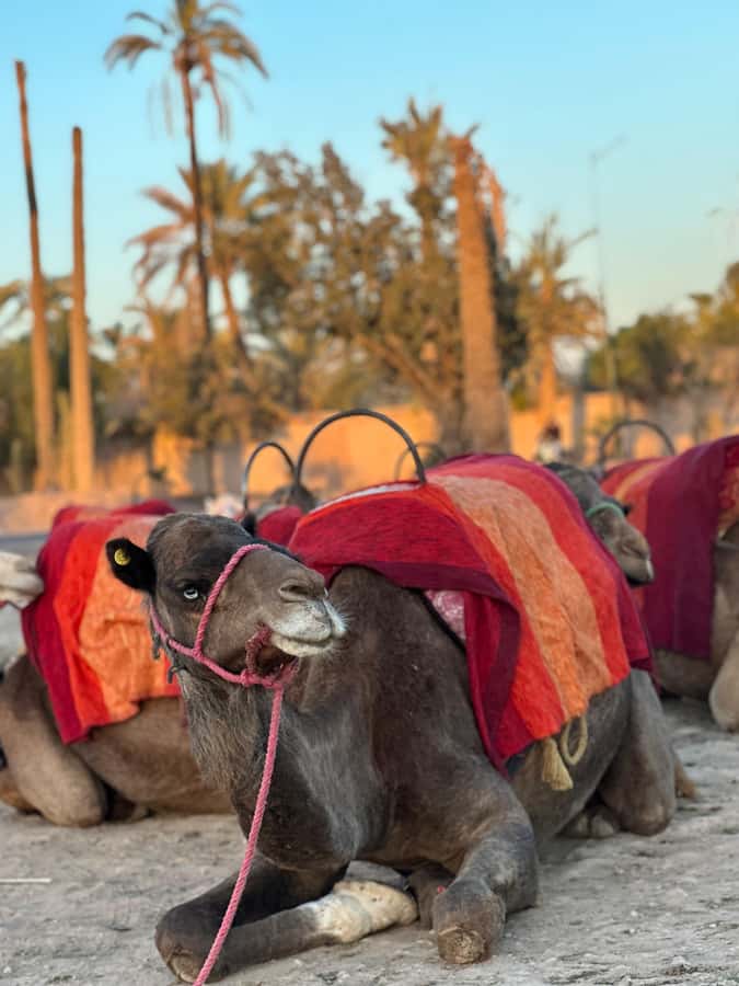 Marrakech:quad excursion at Jbilet desert with Moroccan tea - Key points at a glance