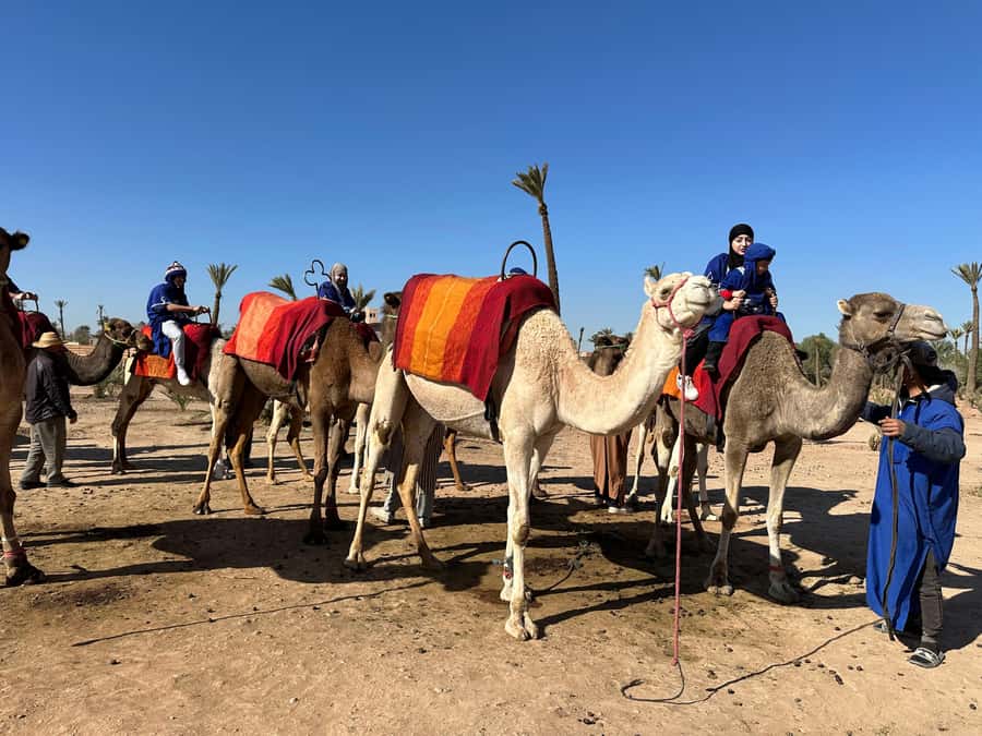 Marrakech:quad excursion at Jbilet desert with Moroccan tea - Two hours across palms and desert