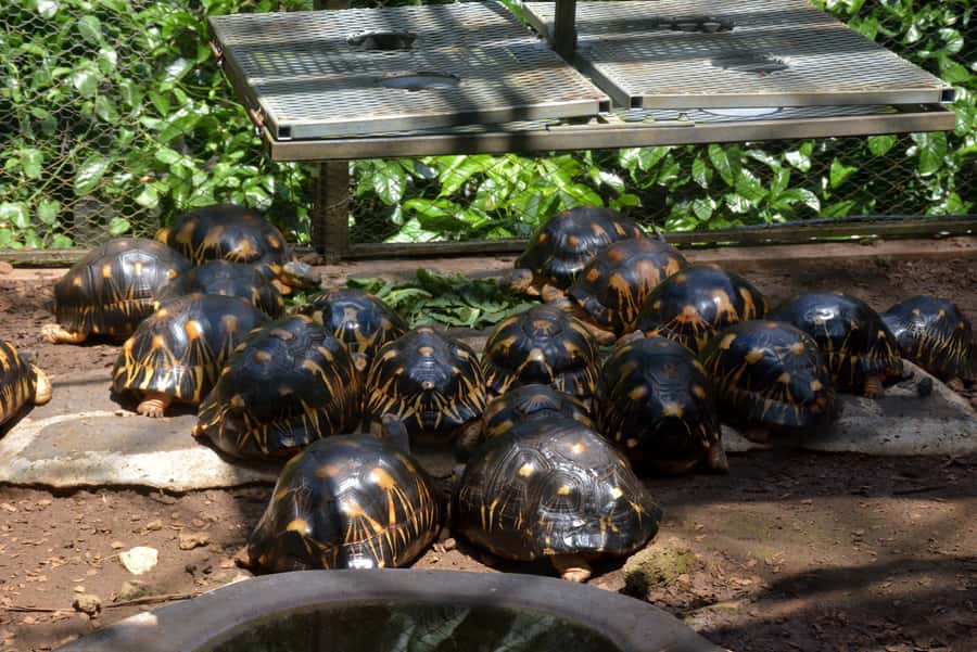Mauritius: Full-Day Quad Bike Tour with Lunch - La Vanille Nature Park, crocodiles, and giant tortoises