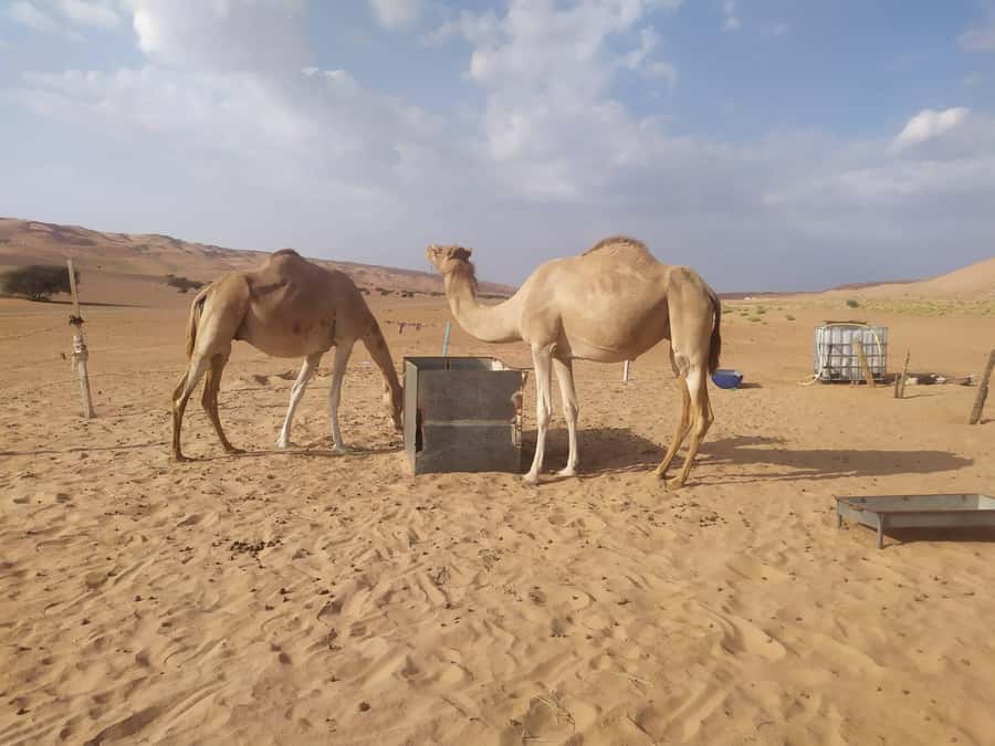Muscat: Desert & Wadi Bani Khalid Tour with Quad Bike Option - Timing, comfort, and practical tradeoffs