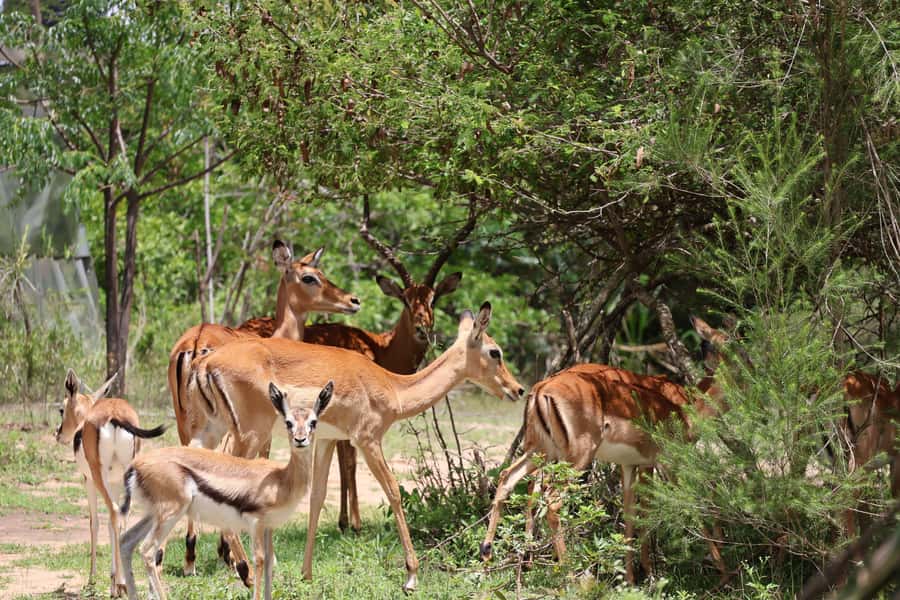 Nairobi: ATV/Quad Bike Wildlife Safari with Transfers & meal - Safety training before the two-hour ride