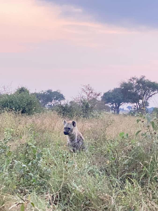 Nairobi: ATV/Quad Bike Wildlife Safari with Transfers & meal - Wildlife sightings from an ATV