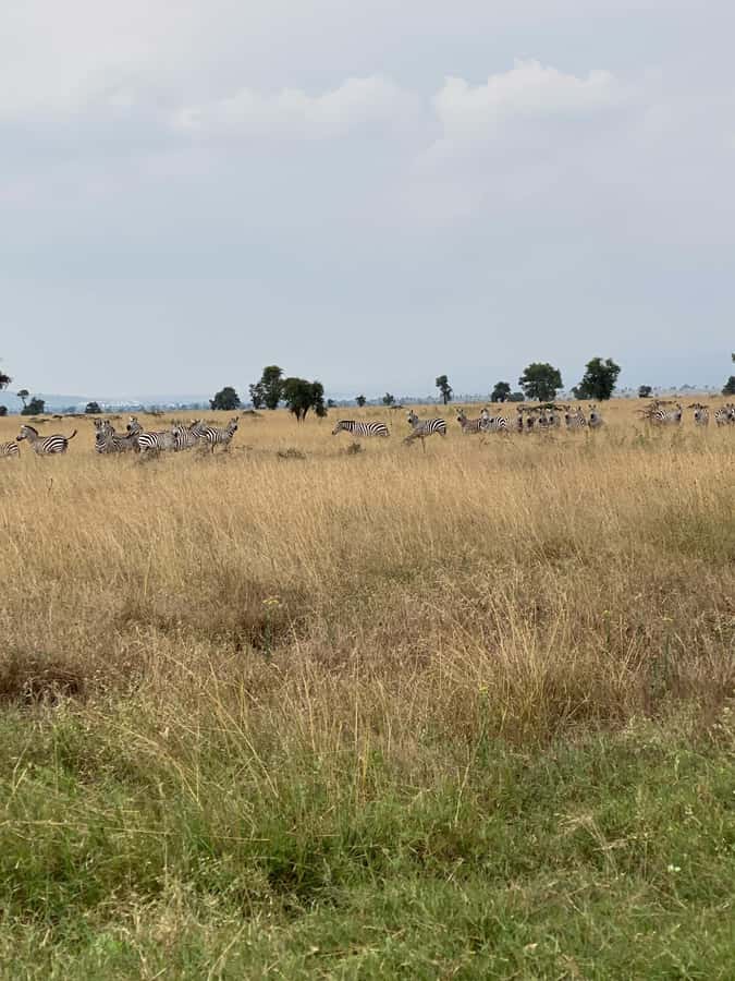 Nairobi: ATV/Quad Bike Wildlife Safari with Transfers & meal - Lunch beside the pool or in the garden