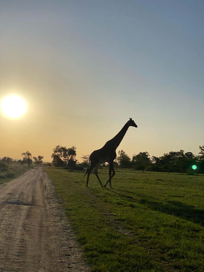Nairobi: ATV/Quad Bike Wildlife Safari with Transfers & meal - Pickup from Nairobi or JKIA
