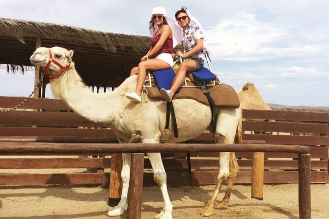 NEW! Combo Camel Beach Ride and UTV 4X4 Cabo Adventure, Tequila & - Key points to know before you book