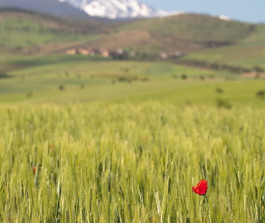 Ourika Valley: Quad Biking,Camel Riding,and Hiking Adventure - Tea, olives, and a Berber home