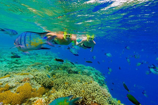 Punta Cana Snorkeling Cruise and Dune buggy Combo Adventure - Tropical fish, shallow water, and the party atmosphere