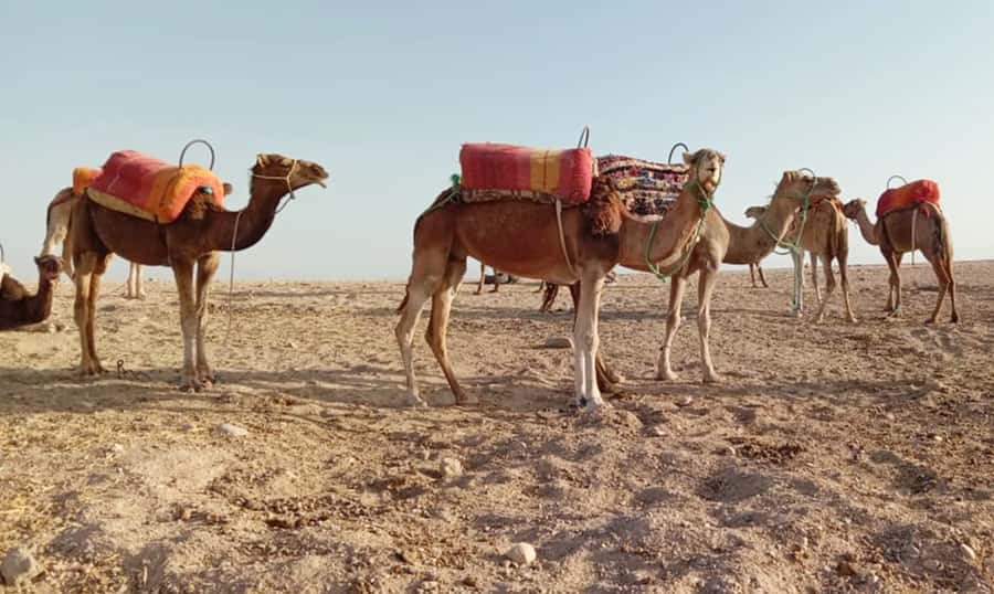 Quad bike & Camel ride in Agafay with dinner at Chouf L’or - Why Agafay works for a quad and camel day