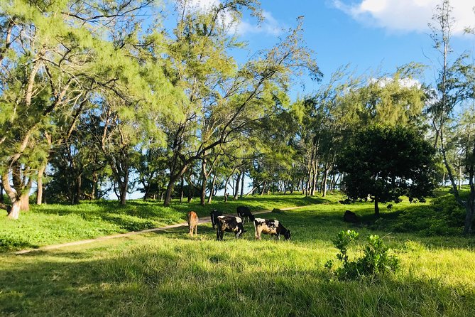 Quad Excursion South Mauritius 35km - The Natural Bridge and the Indian Ocean