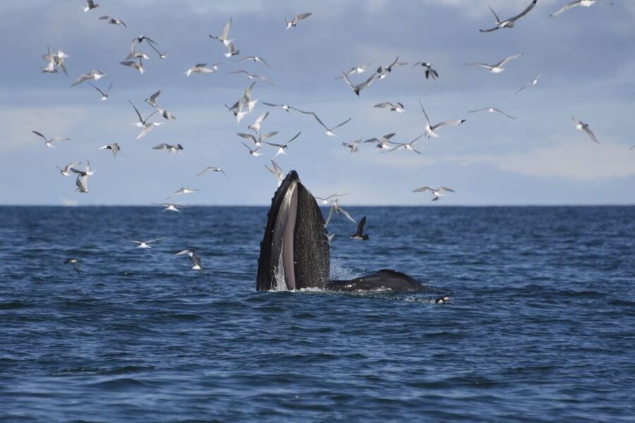Reykjavik: ATV Ride & Whale Watching Boat Tour - Two Iceland days packed into one