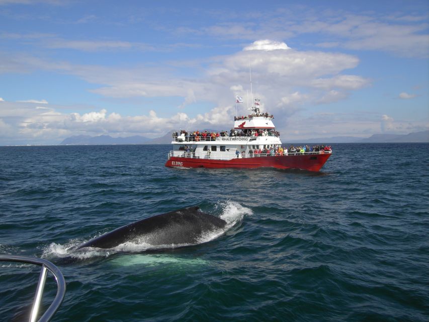 Reykjavik: ATV Ride & Whale Watching Boat Tour - Morning pickup and the ride to the base