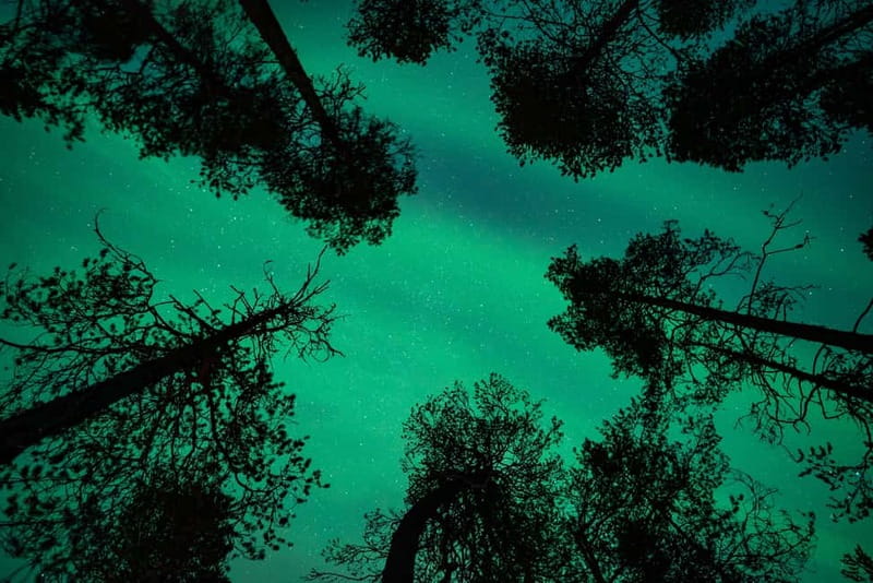 Rovaniemi: Northern Lights Quad Bike Tour - A warm pause with blueberry juice and gingerbread