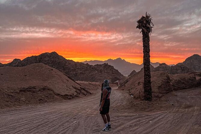 Safari 5 in 1 Quads, Camels, Show, Dinner & Star Gazing in Sharm El Sheikh - Camels, Bedouin tea, and a short village stop