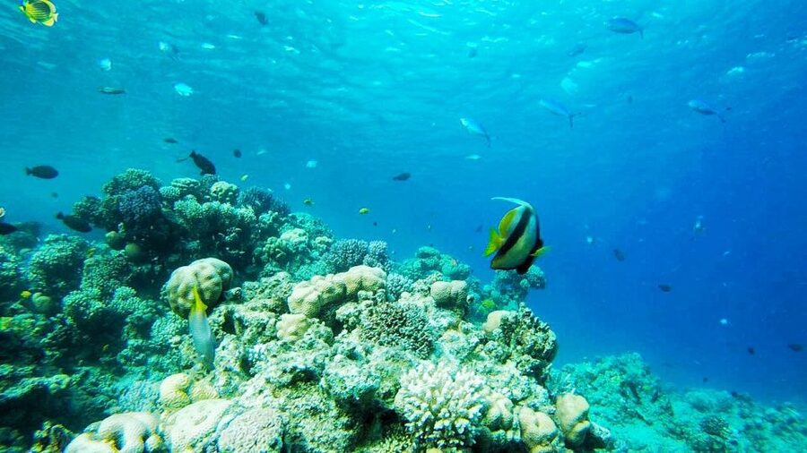 Sharm El-Sheikh: Parasailing, Camel Ride, Dive & Quad Bike - Starting with hotel pickup in Sharm El-Sheikh