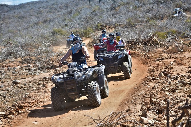 Single ATV Tour from Migriño Beach & Desert - A cactus lesson in Baja’s dry country