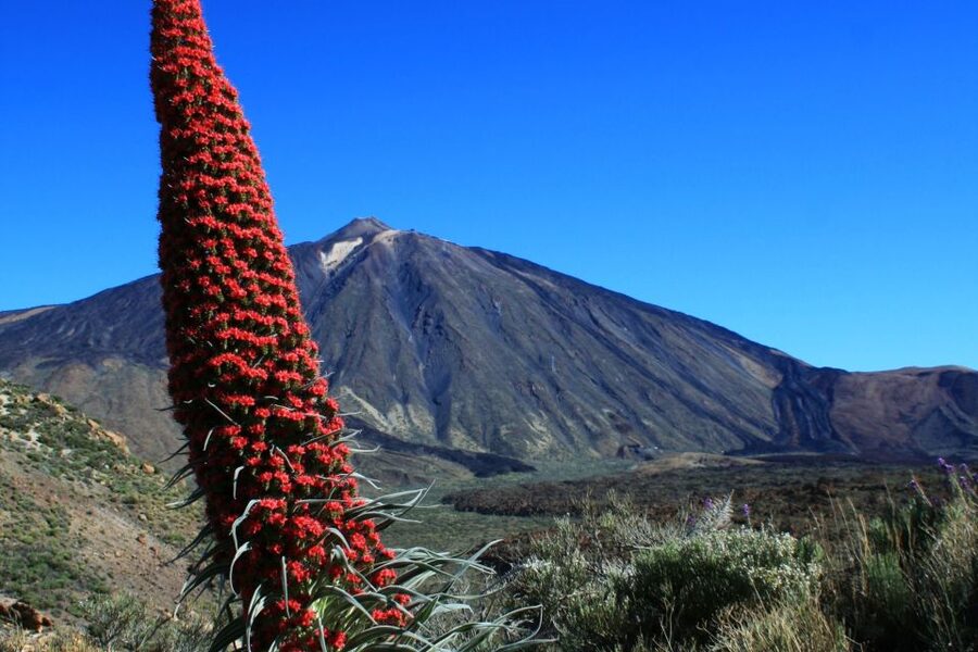 Tenerife: Mount Teide Quad Tour in Tenerife National Park - Guides, safety, and the pace of the trip