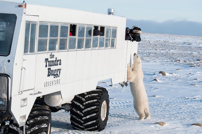 Tundra Buggy Autumn Day Tours - Why autumn is the right season in Churchill