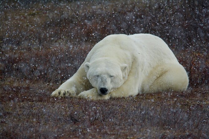 Tundra Buggy Autumn Day Tours - The guide’s interpretation and the value of waiting