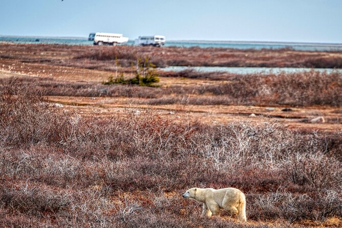 Tundra Buggy Autumn Day Tours - Who should book this Churchill outing?