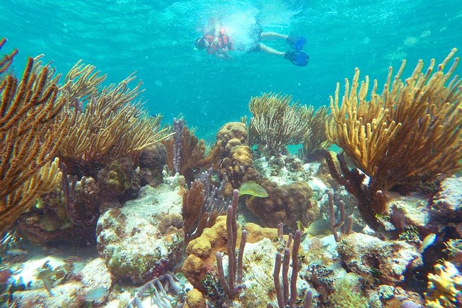 Ultimate 5x1 Combo with ATV, Ziplines, Cenote & Reef Snorkeling - Two reef stops near Puerto Morelos